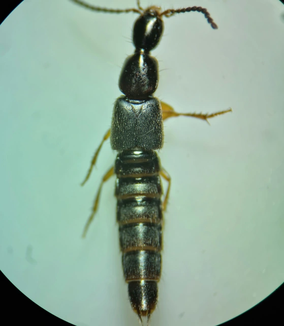 Philonthus micans - selyemfényű ganajholyva