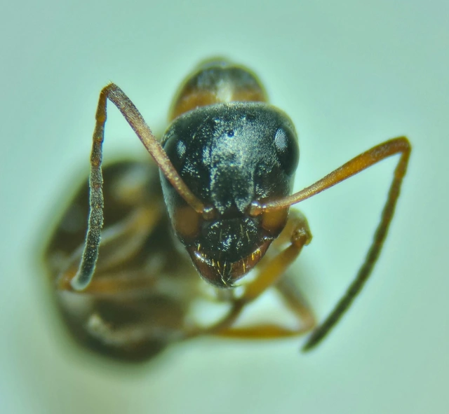 Formica cunicularia - gyakori rabszolgahangya