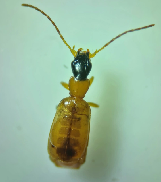 Demetrias monostigma - csupaszvállú nádfutó