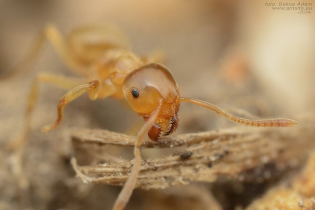 Lasius flavus - gyakori borostyánhangya