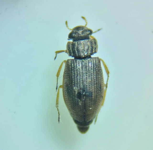 Helophorus