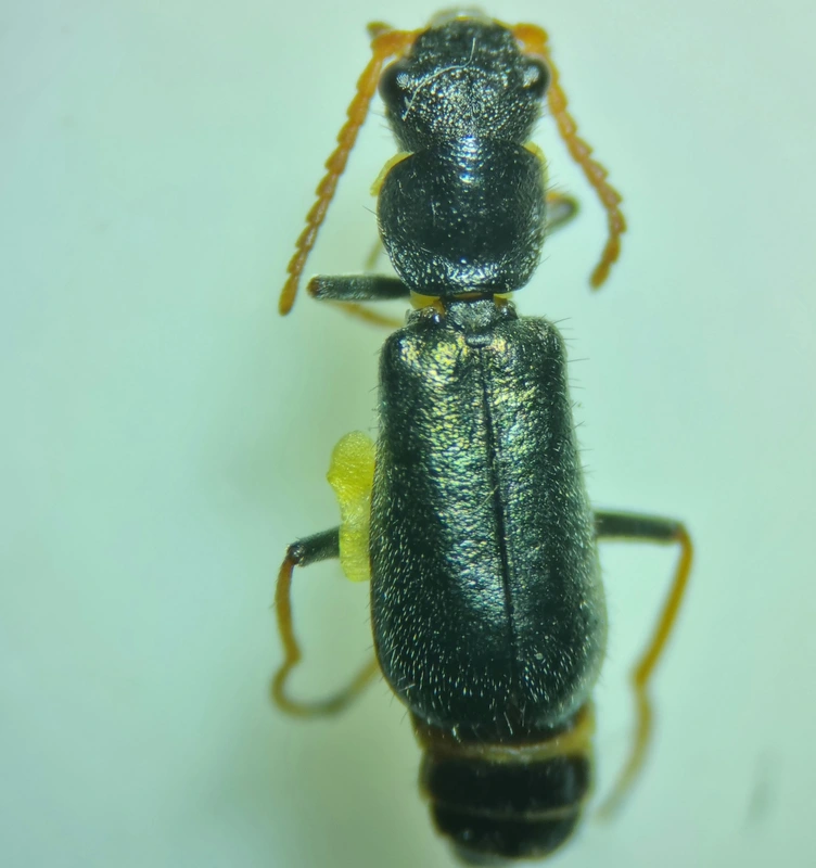 Apalochrus femoralis - pusztai bibircsesbogár