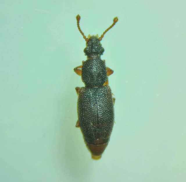 Monotomidae - törekbogárfélék