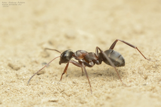 Formica cunicularia - gyakori rabszolgahangya