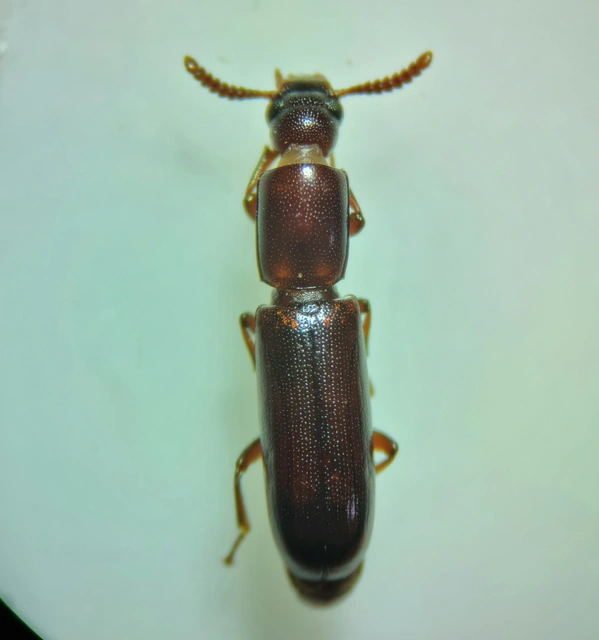 Corticeus unicolor - egyszínű kéregbújó