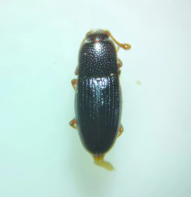 Cerylonidae - kéregbogárfélék Cerylonidae - kéregbogárfélék