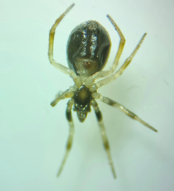 Dipoenoides quinqueguttatus