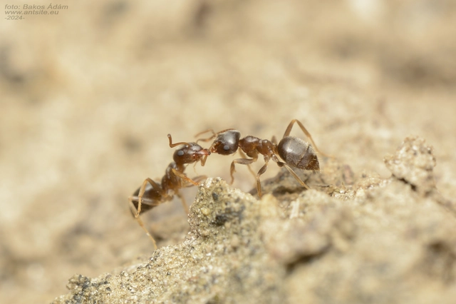 Lasius alienus - kövi feketehangya