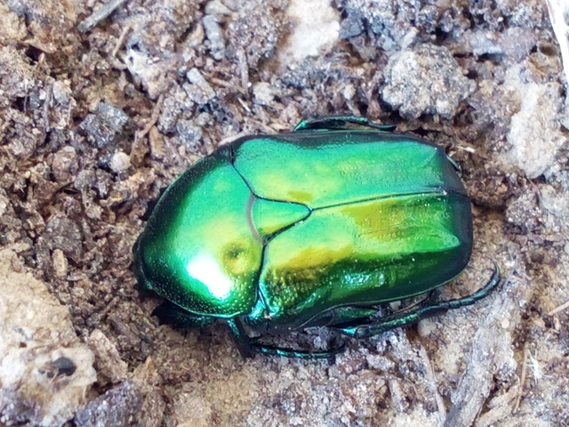 Protaetia affinis - smaragdzöld virágbogár
