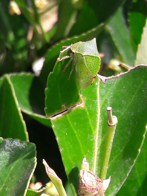 Stictocephala bisonia - bivalykabóca