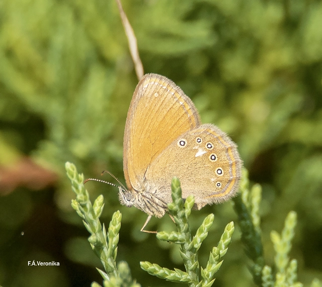 Coenonympha glycerion - közönséges szénalepke