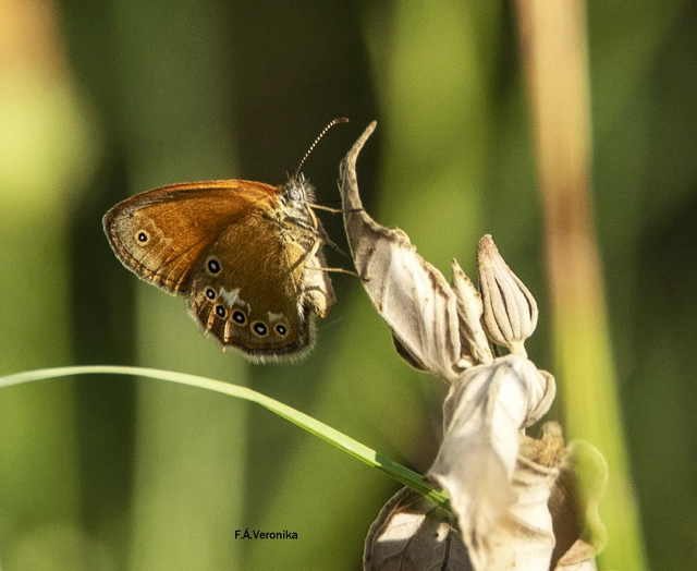Coenonympha glycerion - közönséges szénalepke