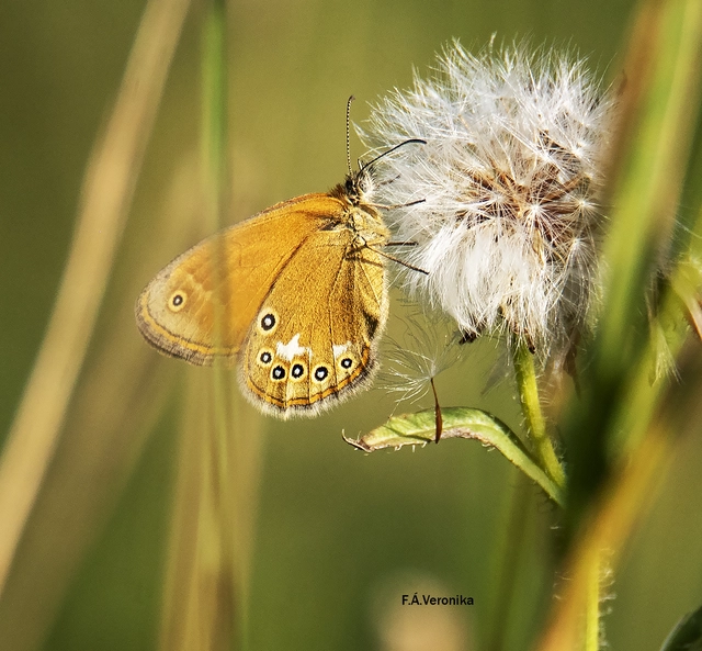 Coenonympha glycerion - közönséges szénalepke