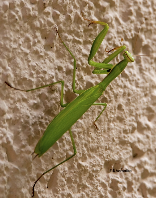 Mantis religiosa - imádkozósáska