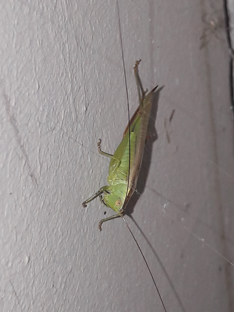 Conocephalus fuscus - kis kúpfejűszöcske