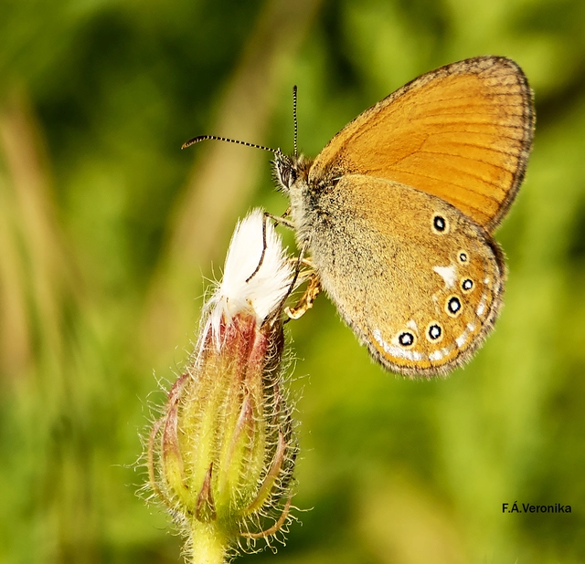 Coenonympha glycerion - közönséges szénalepke