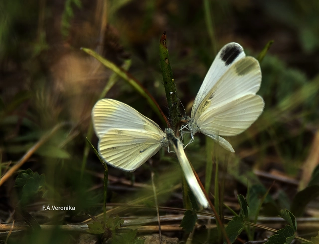 Leptidea sinapis - mustárlepke
