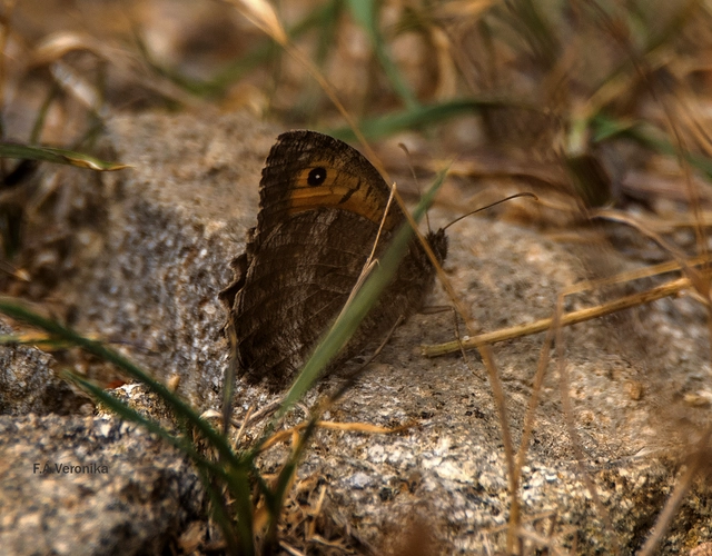 Arethusana arethusa - közönséges szemeslepke