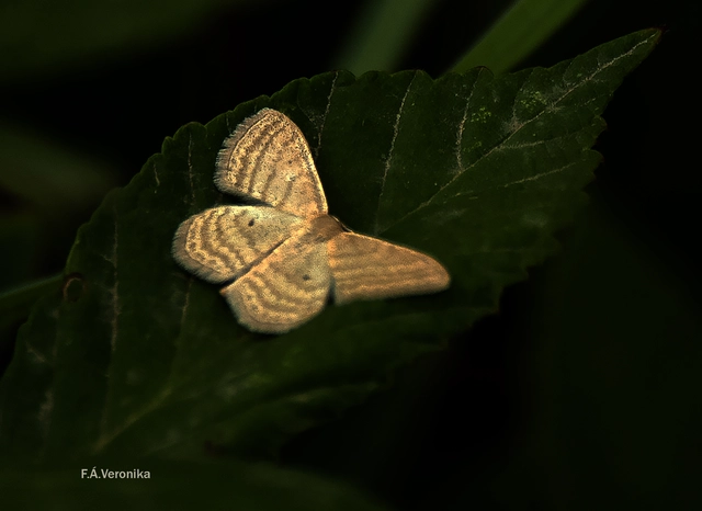 Scopula virgulata - vesszős sávosaraszoló