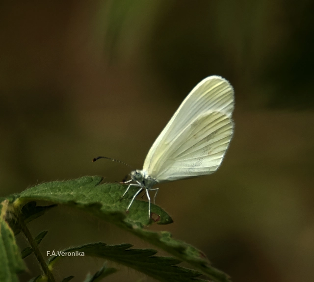 Leptidea sinapis - mustárlepke