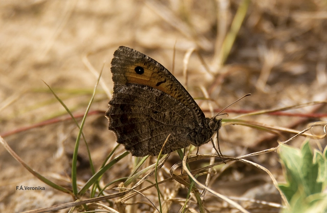 Arethusana arethusa - közönséges szemeslepke