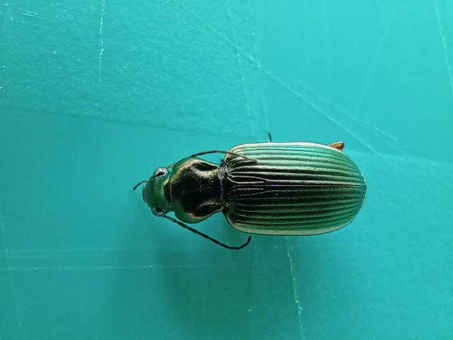 Chlaenius spoliatus - csupasz bűzfutó