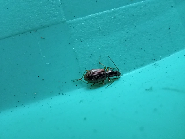 Oxypselaphus obscurus - barnás kisfutó