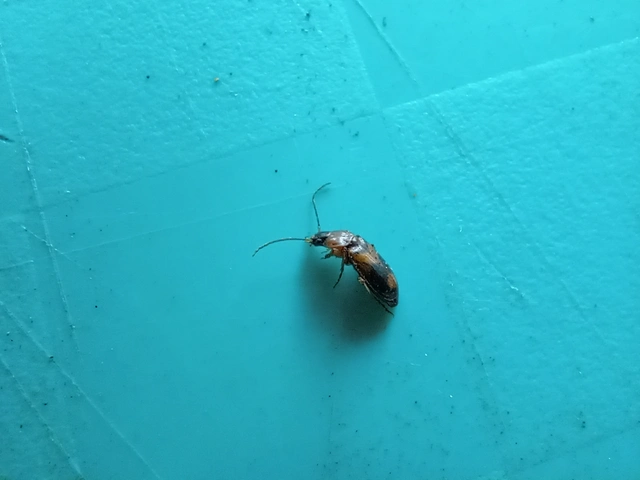 Badister meridionalis - közönséges posványfutonc