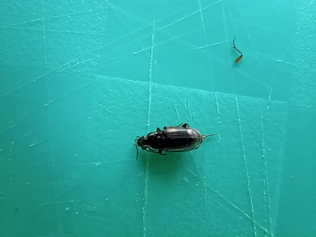 Pterostichus