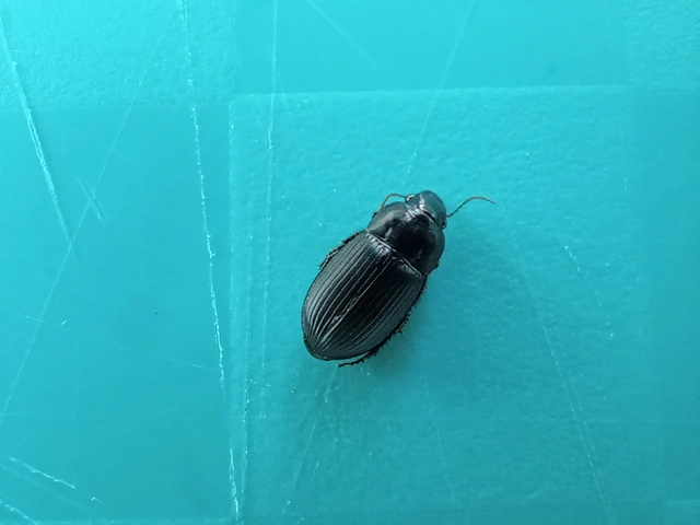 Harpalus serripes - fekete lomhafutó