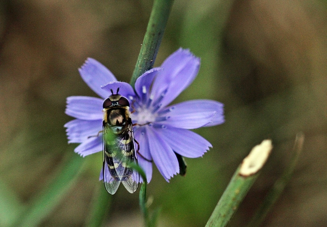 Scaeva