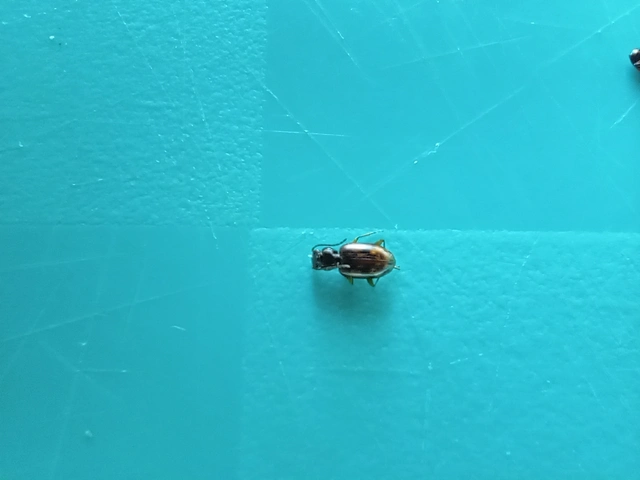 Bembidion varium - rajzos gyorsfutó