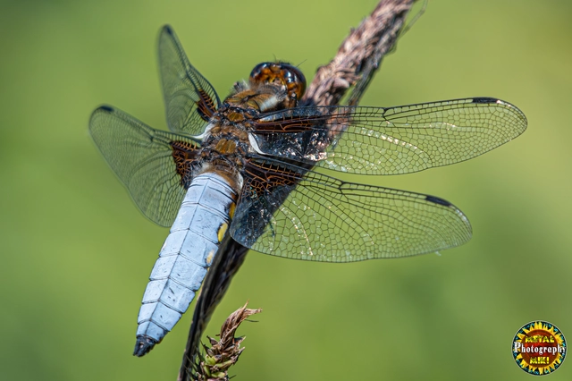 Libellula depressa - széles laposacsa