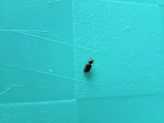 Bembidion