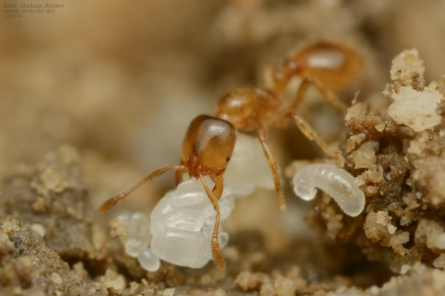 Solenopsis fugax - tolvajhangya