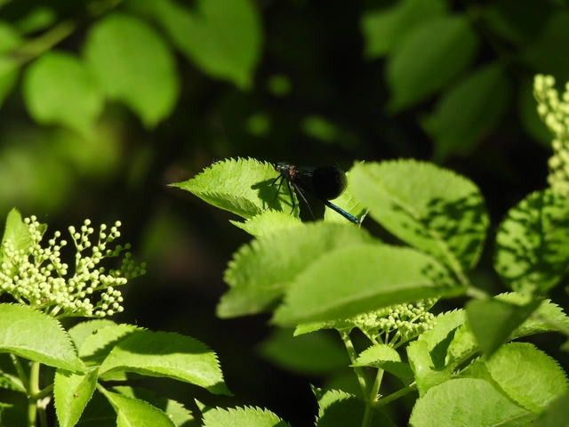 Calopteryx splendens - sávos szitakötő