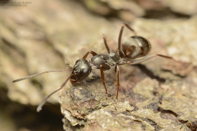 Formica fusca - kormos rabszolgahangya
