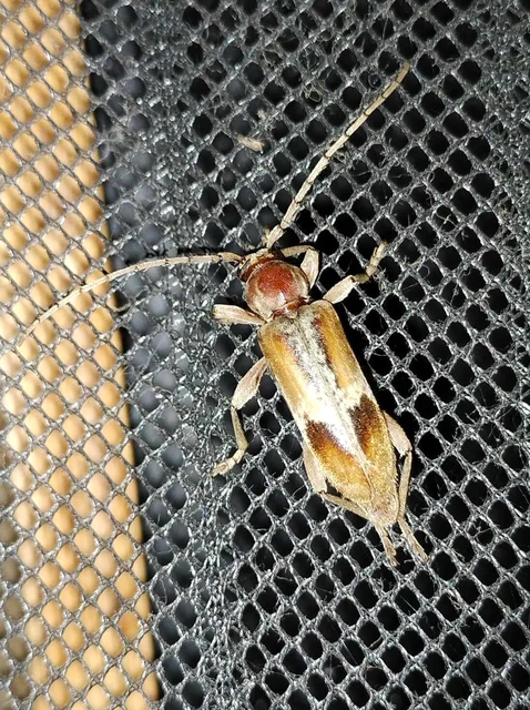 Trichoferus pallidus - sápadt éjicincér