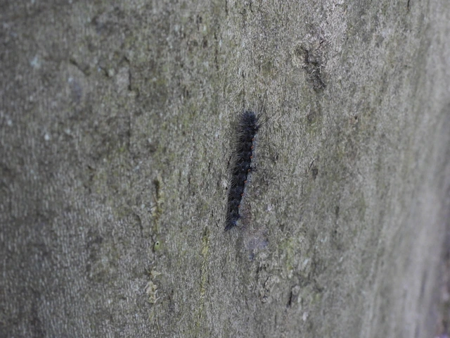 Lithosia quadra - négypettyes zuzmószövő