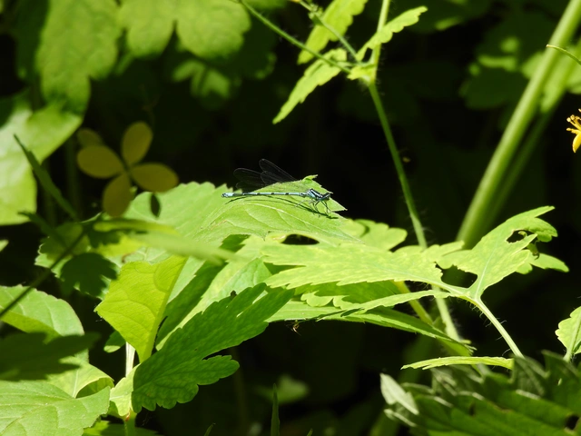 Coenagrion puella - azúrkék légivadász
