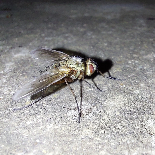 Dexiinae