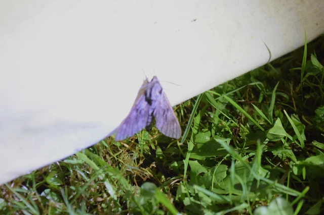 Hyloicus pinastri - fenyőszender