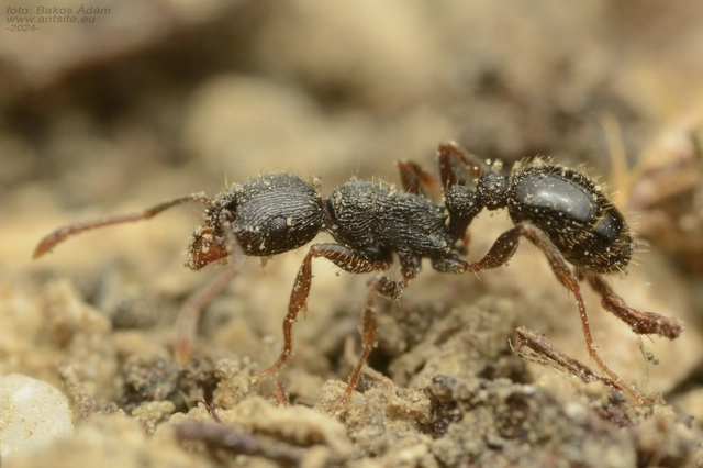 Tetramorium moravicum - morva gyepihangya