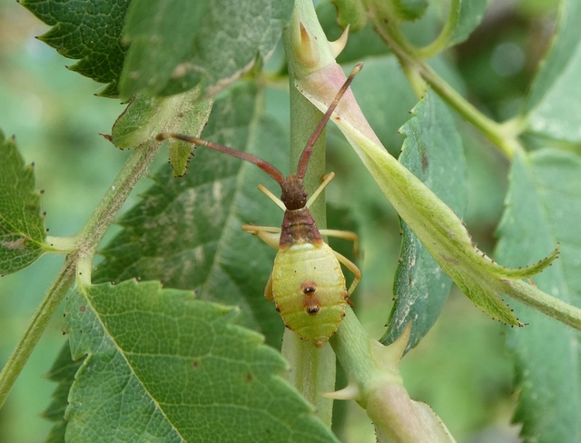 Gonocerus acuteangulatus - aranypetés karimáspoloska