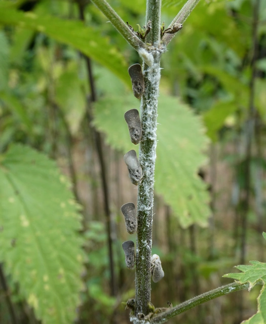 Metcalfa pruinosa - amerikai lepkekabóca