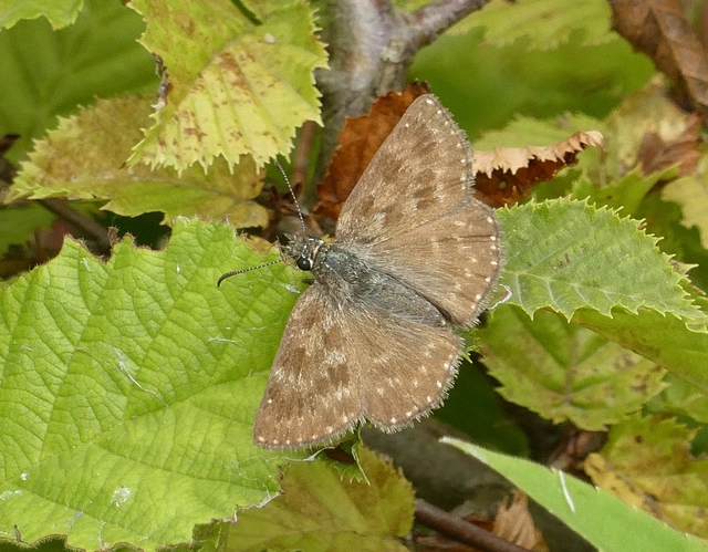 Erynnis tages - cigánylepke
