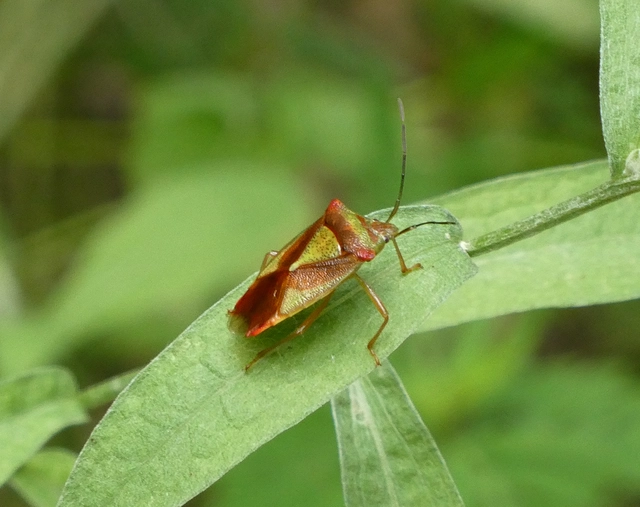 Acanthosoma haemorrhoidale - nagy dajkapoloska Acanthosoma haemorrhoidale - nagy dajkapoloska