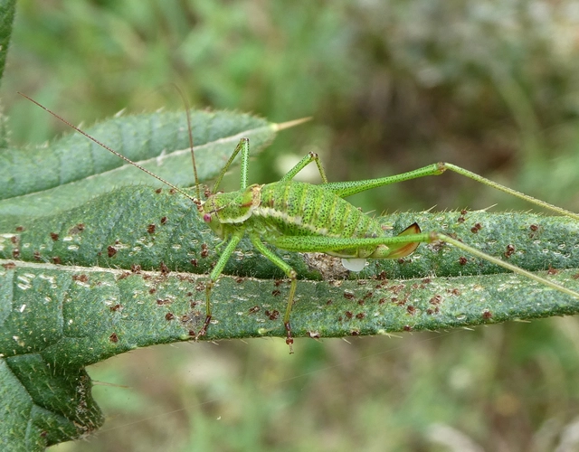 Leptophyes albovittata - közönséges virágszöcske