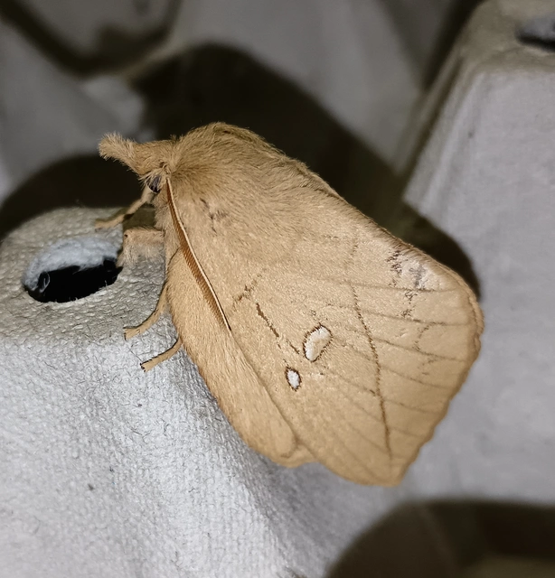 Euthrix potatoria - szomjas pohók