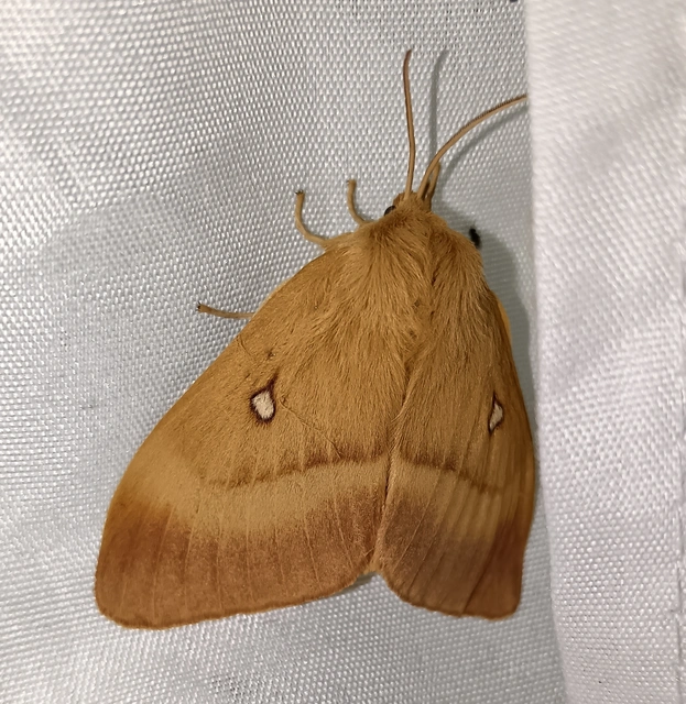 Lasiocampa quercus - tölgyfaszövő